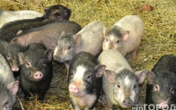 Чепчанка попыталась продать свиней на "Авито" и лишилась 21 тысячи