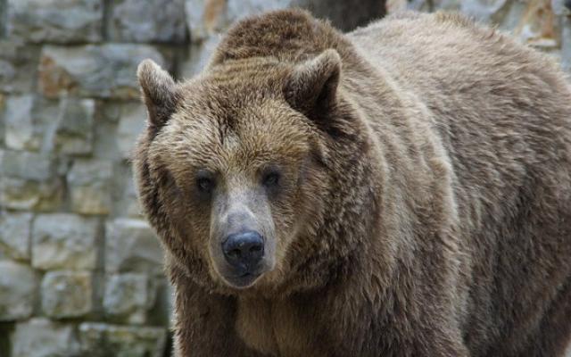В Кировской области дикий медведь набросился на человека