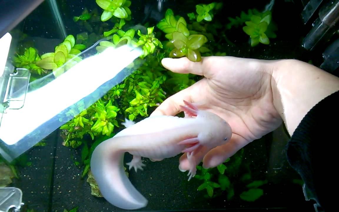 "Животное тормозное, вроде наших футболистов": чепчанин рассказал о своем необычном питомце