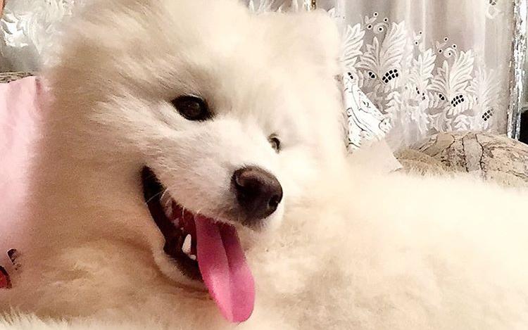 В Кирове из цирка убежал пес Екатерины Запашной