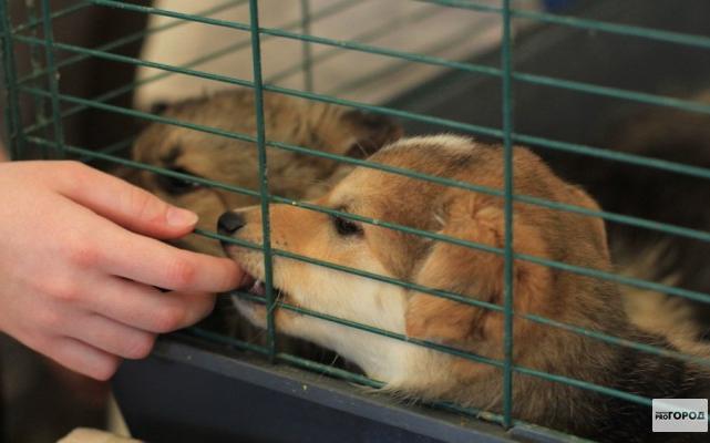 В Чепецком районе собираются построить приют для собак: жители против