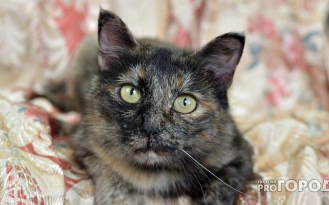 Россиянам предложили платить налог за домашних животных