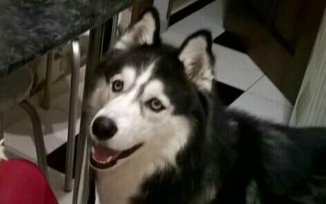 Чепчане собираются группами и ищут пропавшего в Чепецке хаски