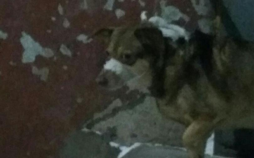 По Кирово-Чепецку бегает собака с перевязанной пастью