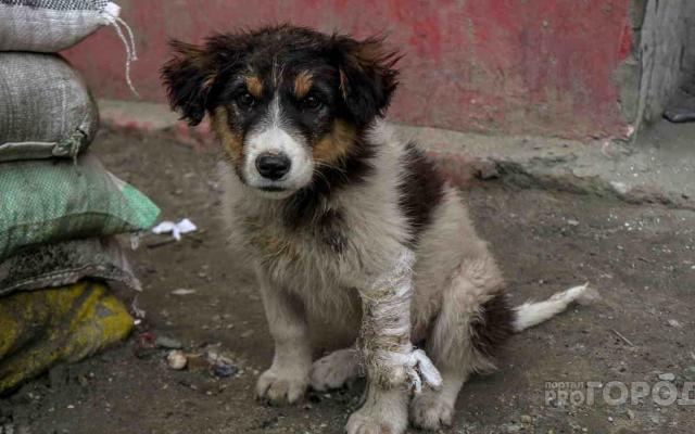 Новые правила отлова животных в Чепецке: съемка на видео и запрет присутствия детей