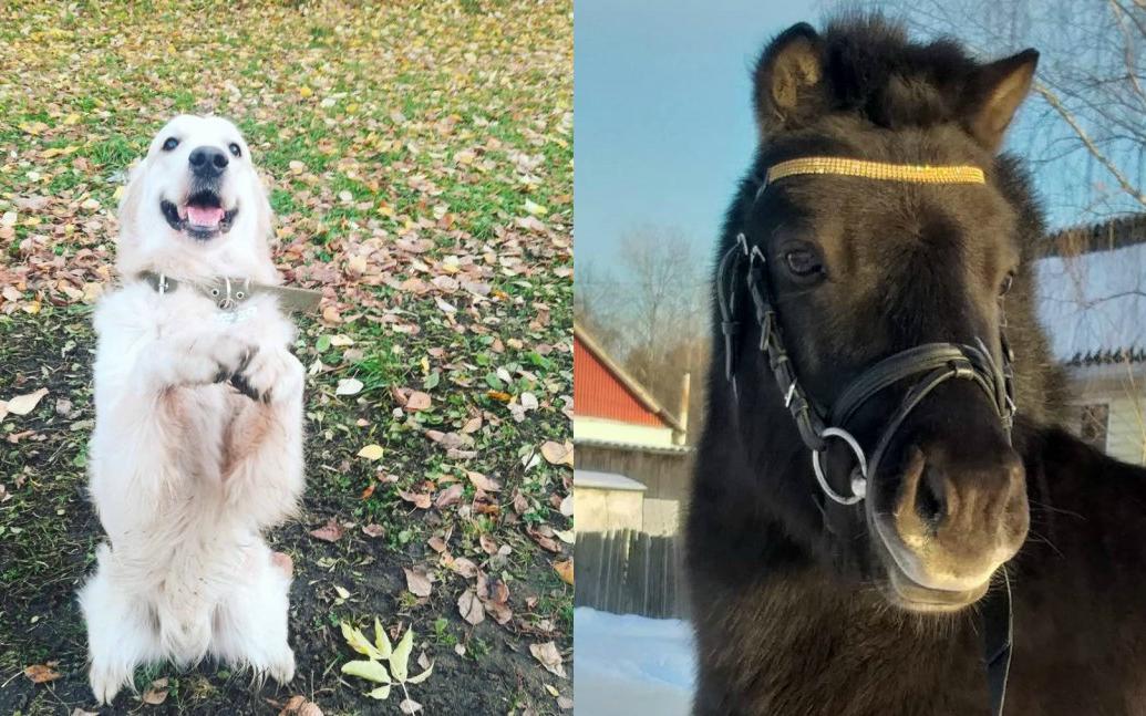 Пес Бадди, пони Патрик, той-терьер Моня: необычные домашние животные чепчан