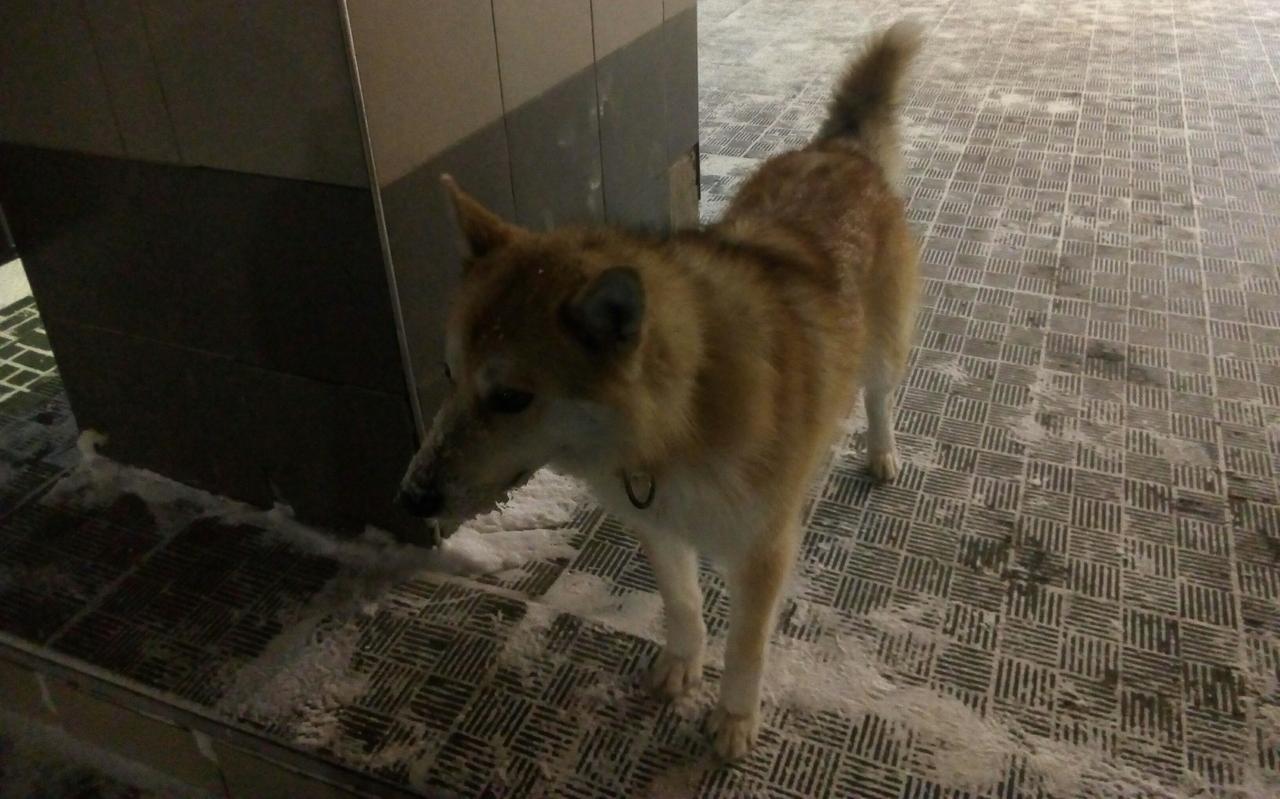 В Кирово-Чепецке домашняя собака покусала детей около школы