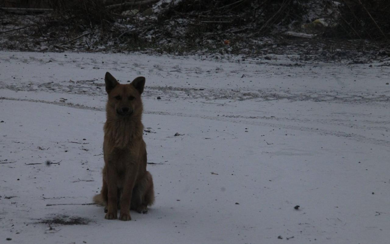 Собака покусала детей у школы: комментарий директора учебного заведения