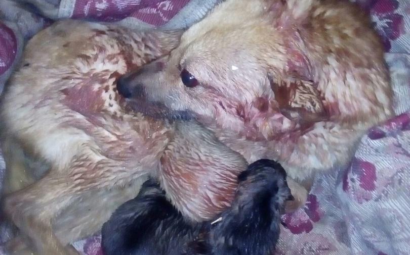 Житель Кировской области за издевательство над собакой пойдет под суд