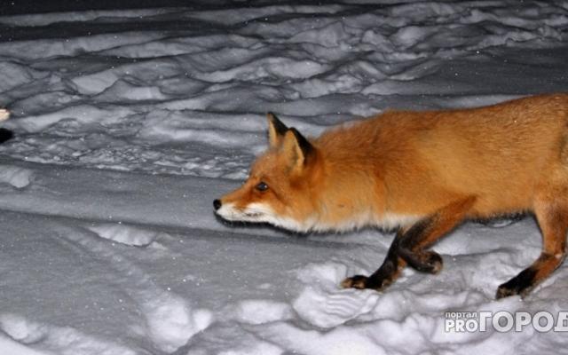 В Кировской области зарегистрировали второй случай бешенства у животного