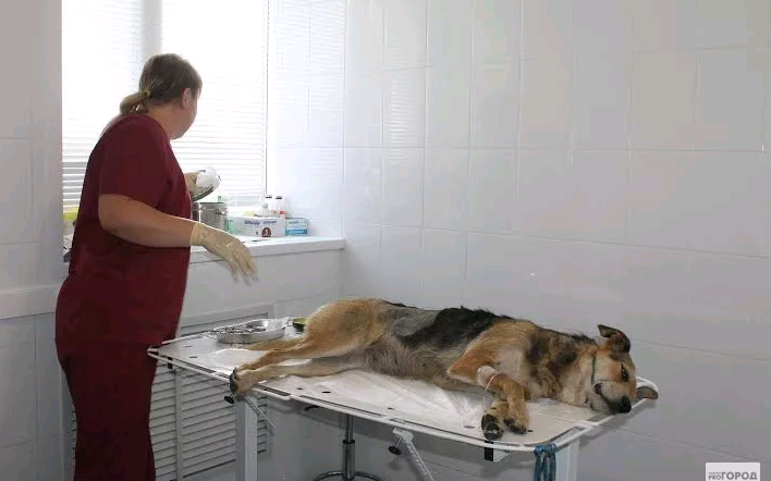 В праздничные дни ветеринары района ведут дежурство