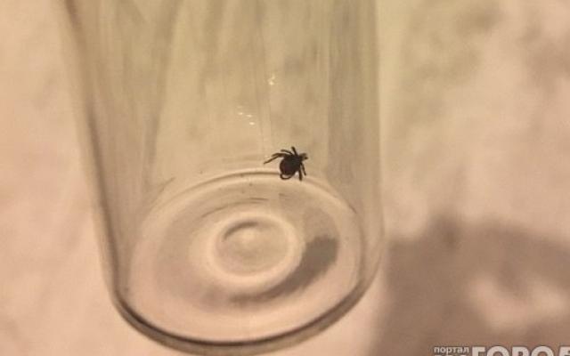 В Роспотребнадзоре по Кировской области рассказали, когда «просыпаются» клещи