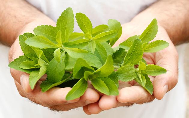 Вся правда о сахарозаменителе стевии: кому и чем она полезна?