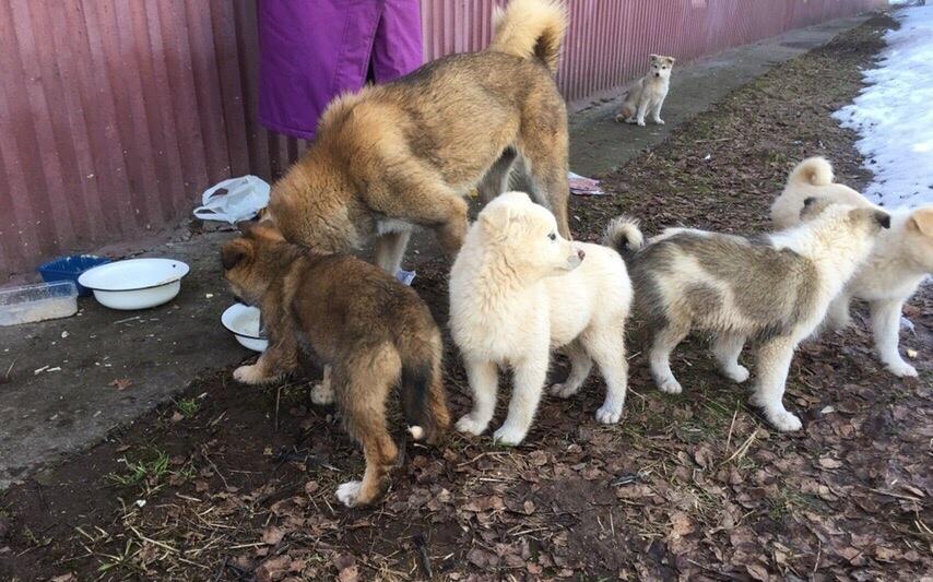 Стало известно о судьбе щенков, которых могло затопить в Кирово-Чепецке