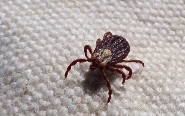 В Кировской области создали «горячую линию» по укусам клещей