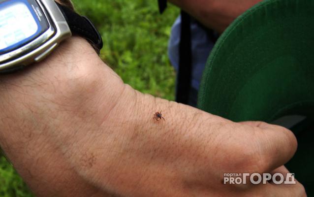 В Роспотребнадзоре рассказали, как чепчанам обезопаситься от укусов клещей