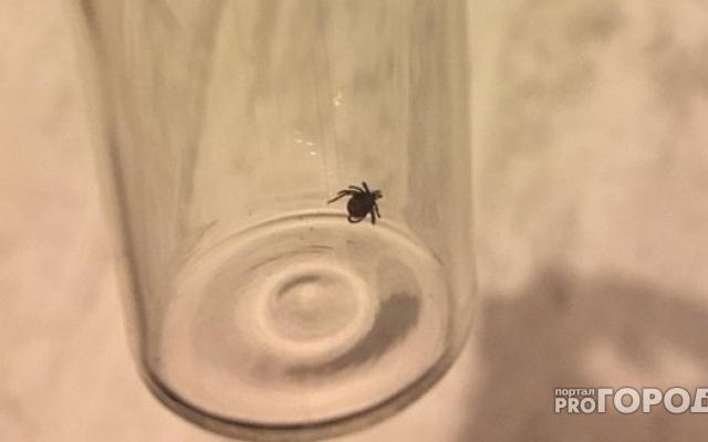 Специалисты Роспотребнадзора предупредили чепчан о повышенной активности клещей в мае