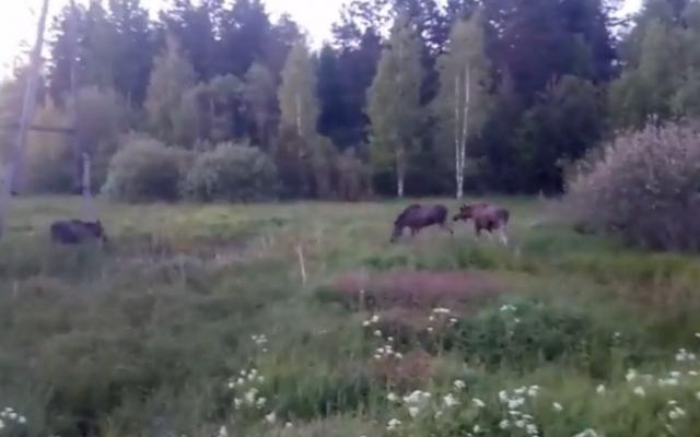 Названы районы Кировской области, где чаще всего происходят ДТП с лосями