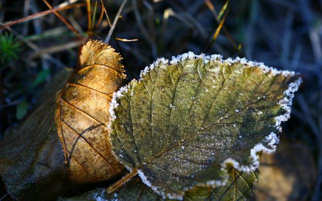 МЧС: на среду в Кировской области объявлено метеопредупреждение