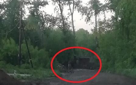 В Кирово-Чепецке у «горбатого» моста ходит лось