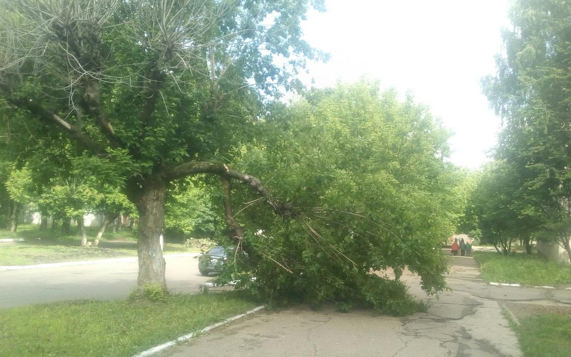 Ураган в Кирово-Чепецке сломал дерево у тротуара