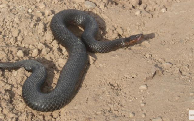 Женщина умерла после укуса змеи в чепецком парке: проверка слухов