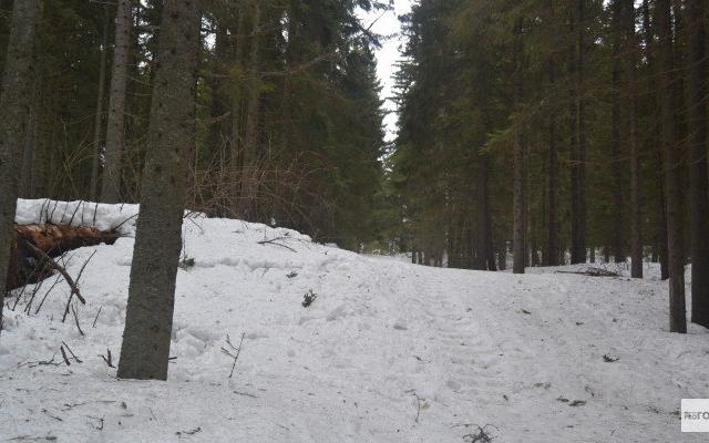 В Кирово-Чепецке на голову мужчины рухнуло дерево