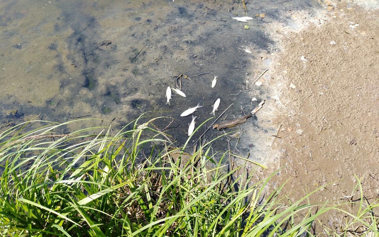 В водоемах в Чепецком районе погибла рыба