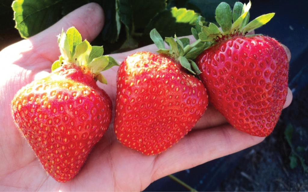 "На прилавках не клубника, а земляника": в Роскачестве рассказали, как выбирать ягоды