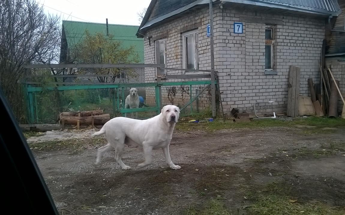 В Кирово-Чепецке вынесли приговор хозяину двух алабаев, загрызших женщину