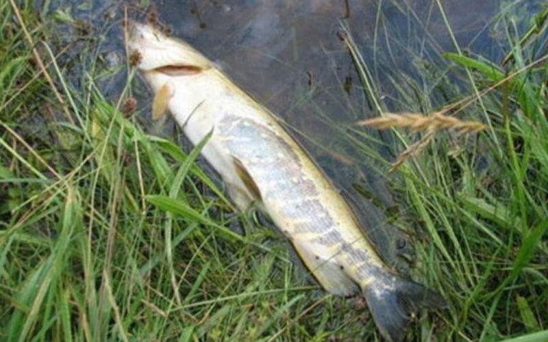 В Кирово-Чепецком районе началась проверка массовой гибели рыбы