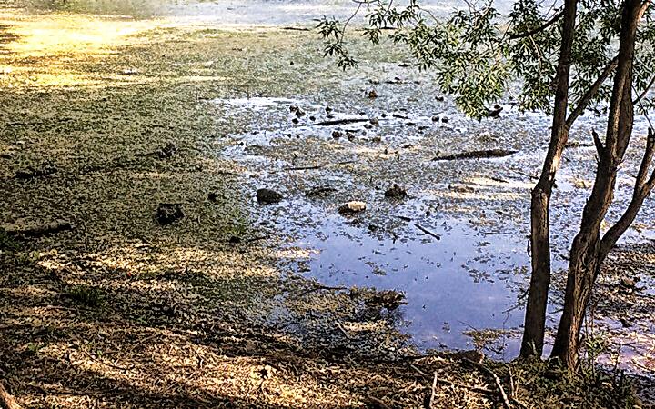 Главу администрации попросили очистить пруд у цирка в Кирове