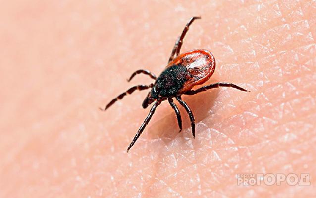 В Кирово-Чепецком районе зафиксировано 747 случаев укусов клещей