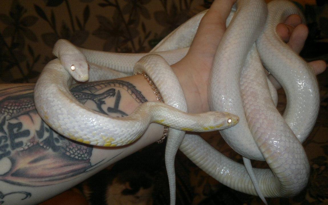 Правительство опубликовало список животных, которых нельзя держать дома