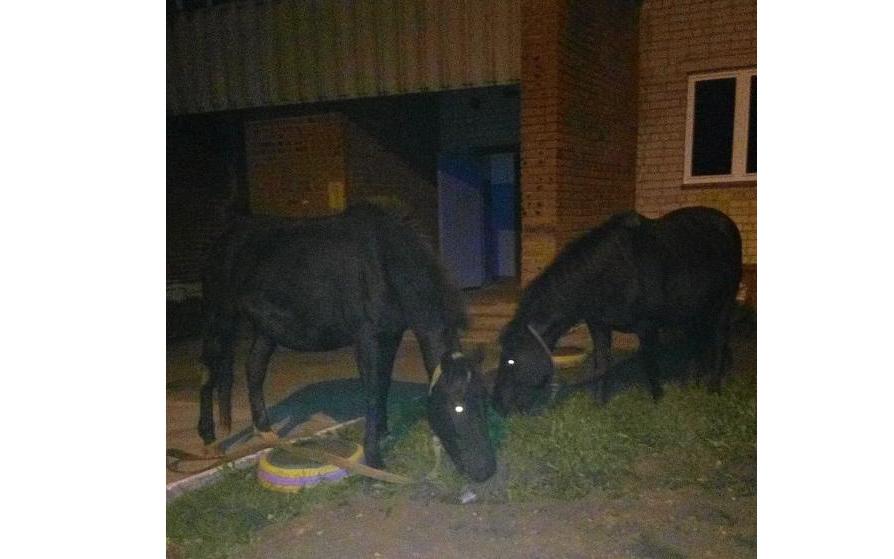 Лошади погрызли машину в Чепецке: главные сообщения из соцсетей за неделю