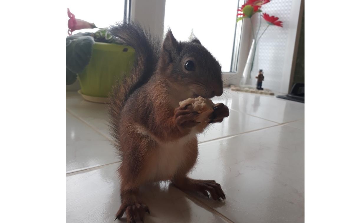 В Кирово-Чепецке ищут бельчонка со сломанной челюстью