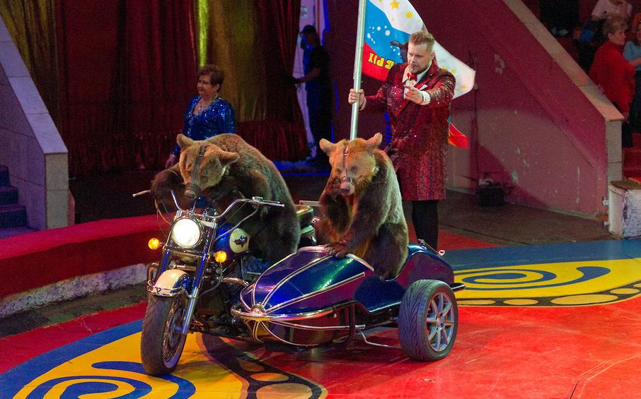 Ручной леопард и номера не для слабонервных: в Киров едет легендарный цирк Филатовых