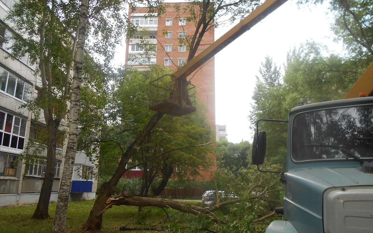 Очевидцы: «В Кирово-Чепецке во дворе упало огромное дерево»