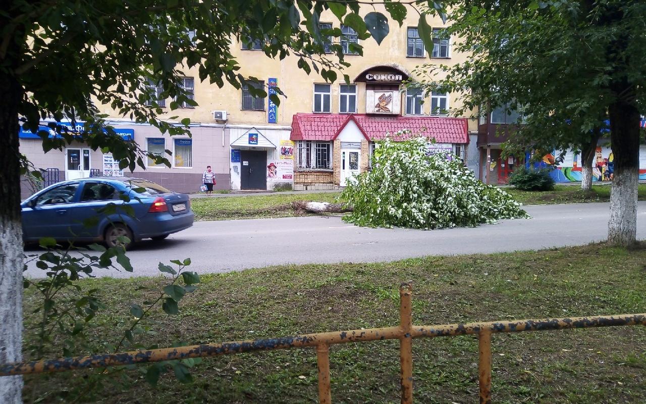 Фото дня: на проспекте Мира на дорогу упало дерево