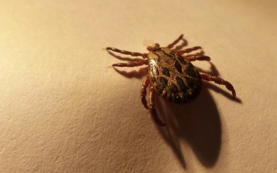 Предупреждение: в Кировской области клещи будут активны до первого снега