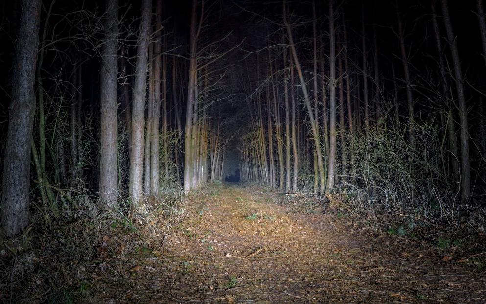 В Кирово-Чепецке нашли заблудившихся грибников в ночном лесу
