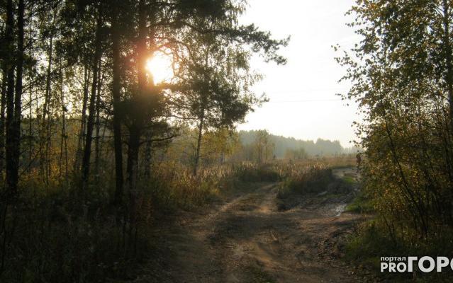 "Увидев свет фар, женщины заревели": история спасения троих грибников в Кирово-Чепецке