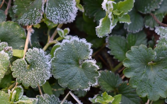 Заморозки в августе: агрономы рассказывают, как спасти урожай