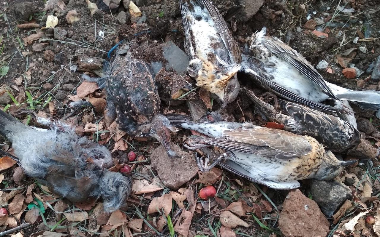 "По всей улице мертвые птицы": в Чепецке массово гибнут пернатые