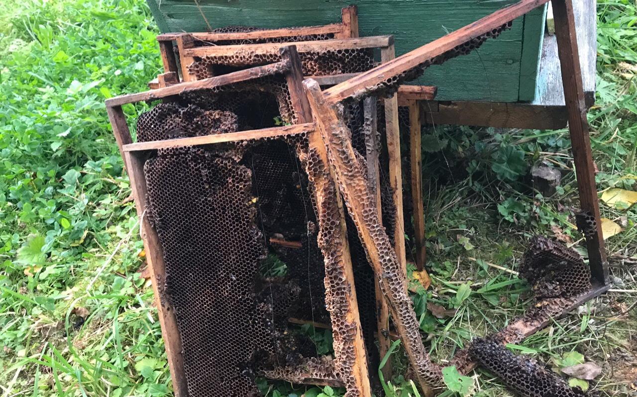 В Кировской области медведи разрушили пасеку