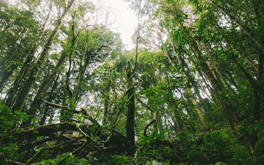 День рождения «Гринпис»: что вы знаете о русской природе