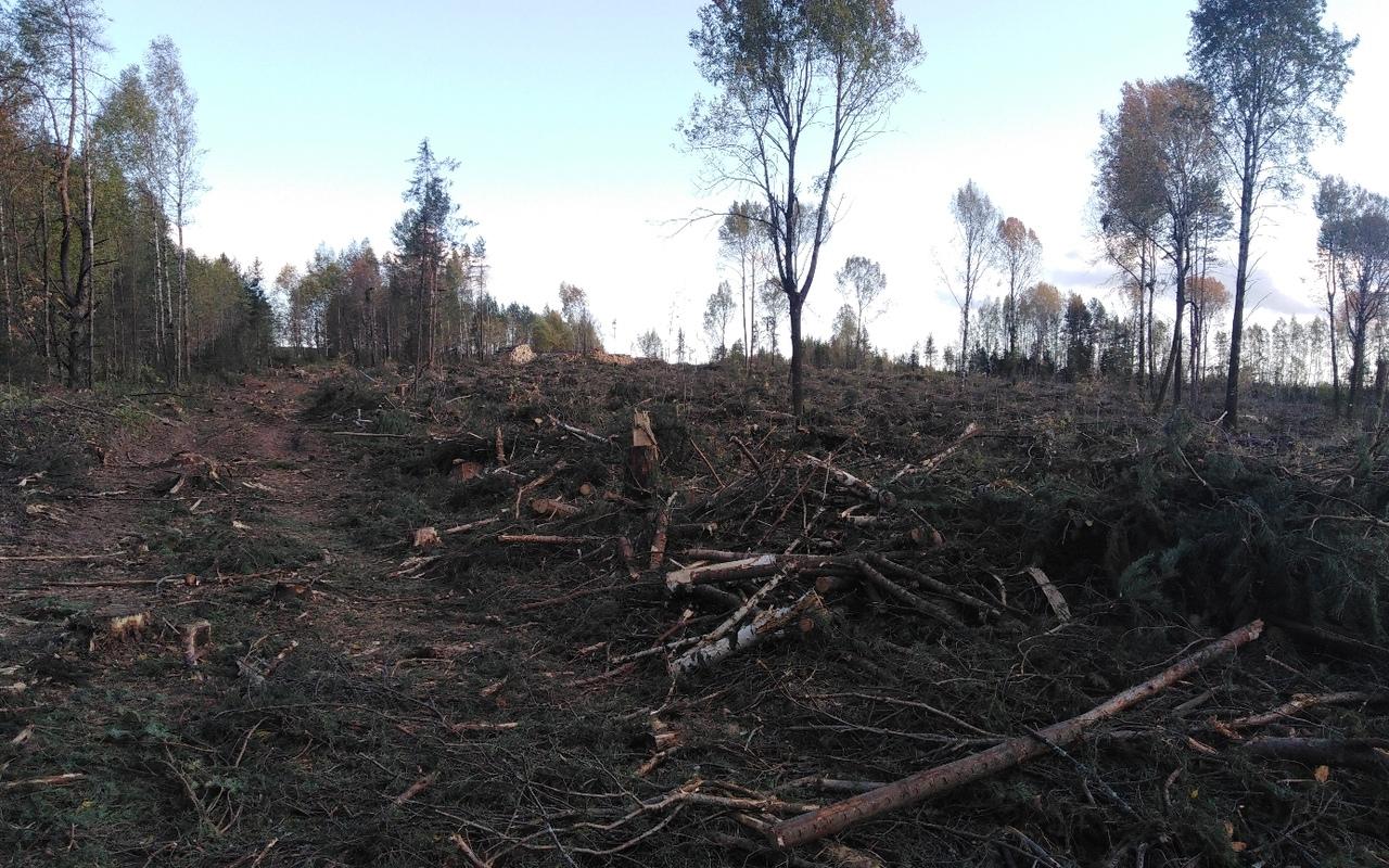«До слез жаль вырубленный лес!»: жители Чепецкого района об исчезнувших деревьях