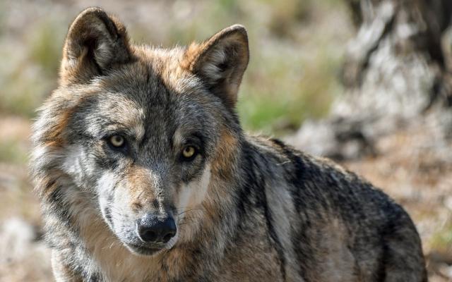 Охотник рассказал, почему волки в Кировской области выходят к людям