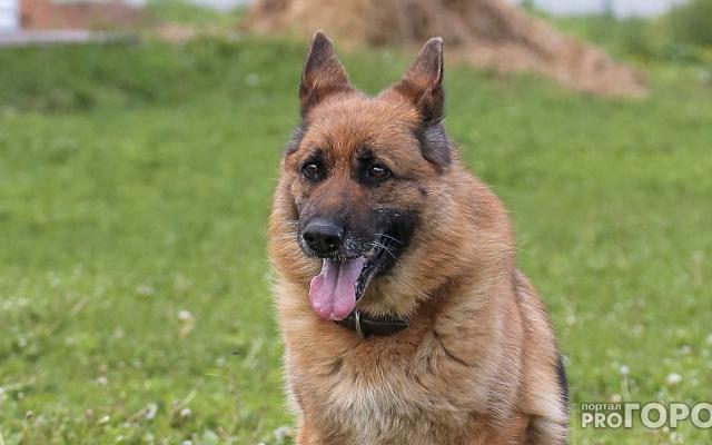 МВД Кировской области ищет новых хозяев для служебных животных