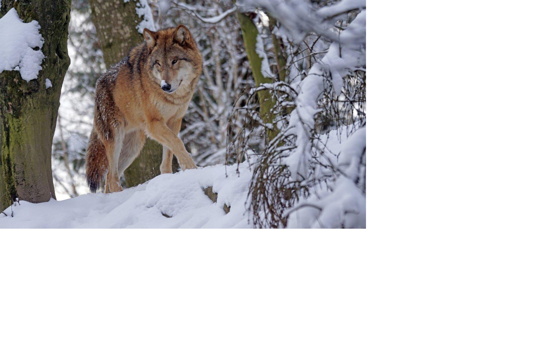 В Кировской области волки загрызли трех собак